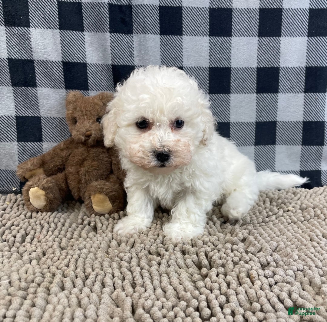 Bichon Frise dogs for sale: Bruce - Ad 2