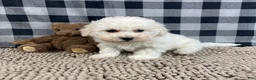 Bichon Frise dogs for sale: Bruce - Ad 2