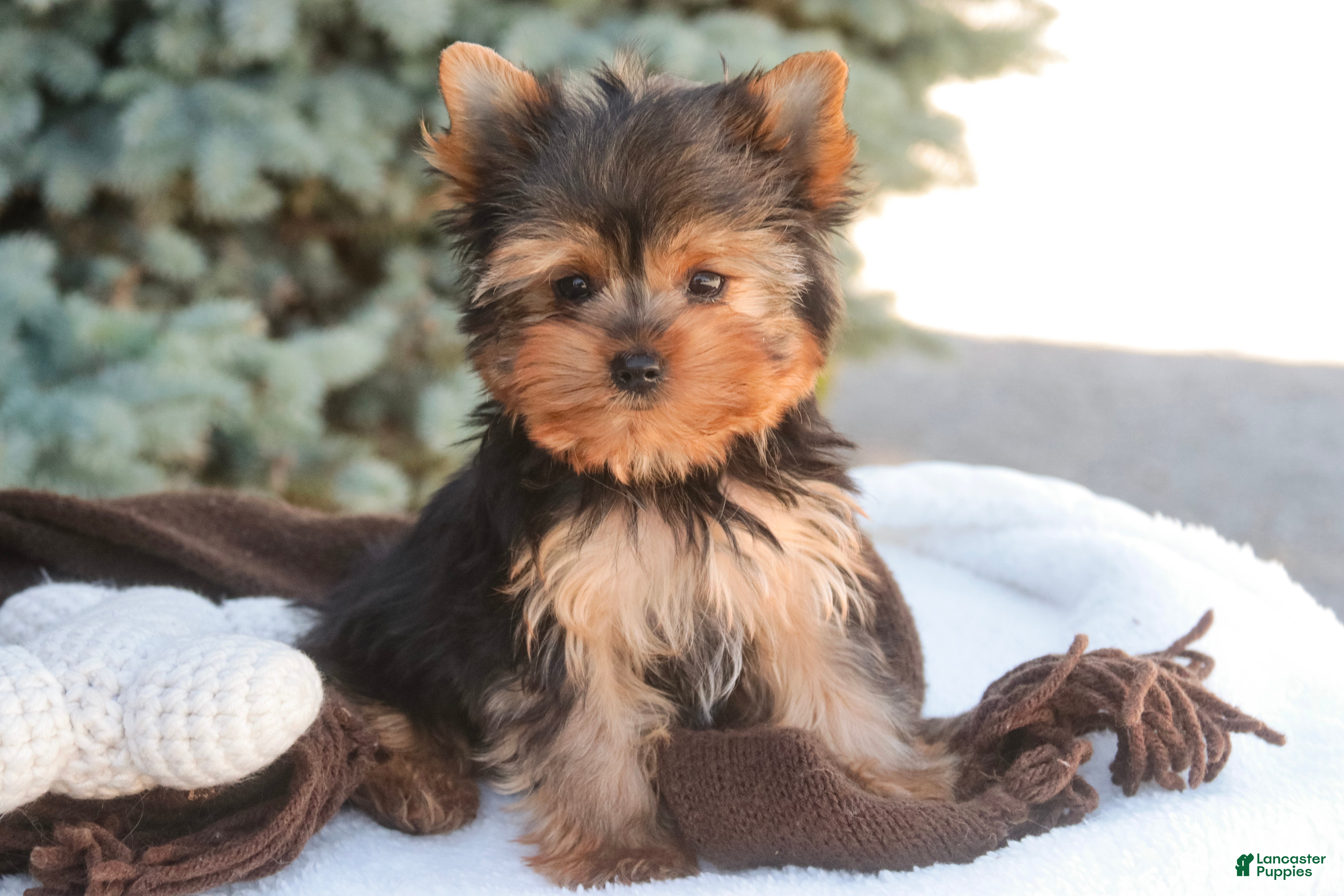 Yorkshire Terrier dogs Buckskin - Ad 1