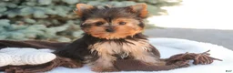 Yorkshire Terrier dogs for sale: Buckskin - Ad 1