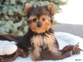 Yorkshire Terrier dogs for sale: Buckskin - Ad 3