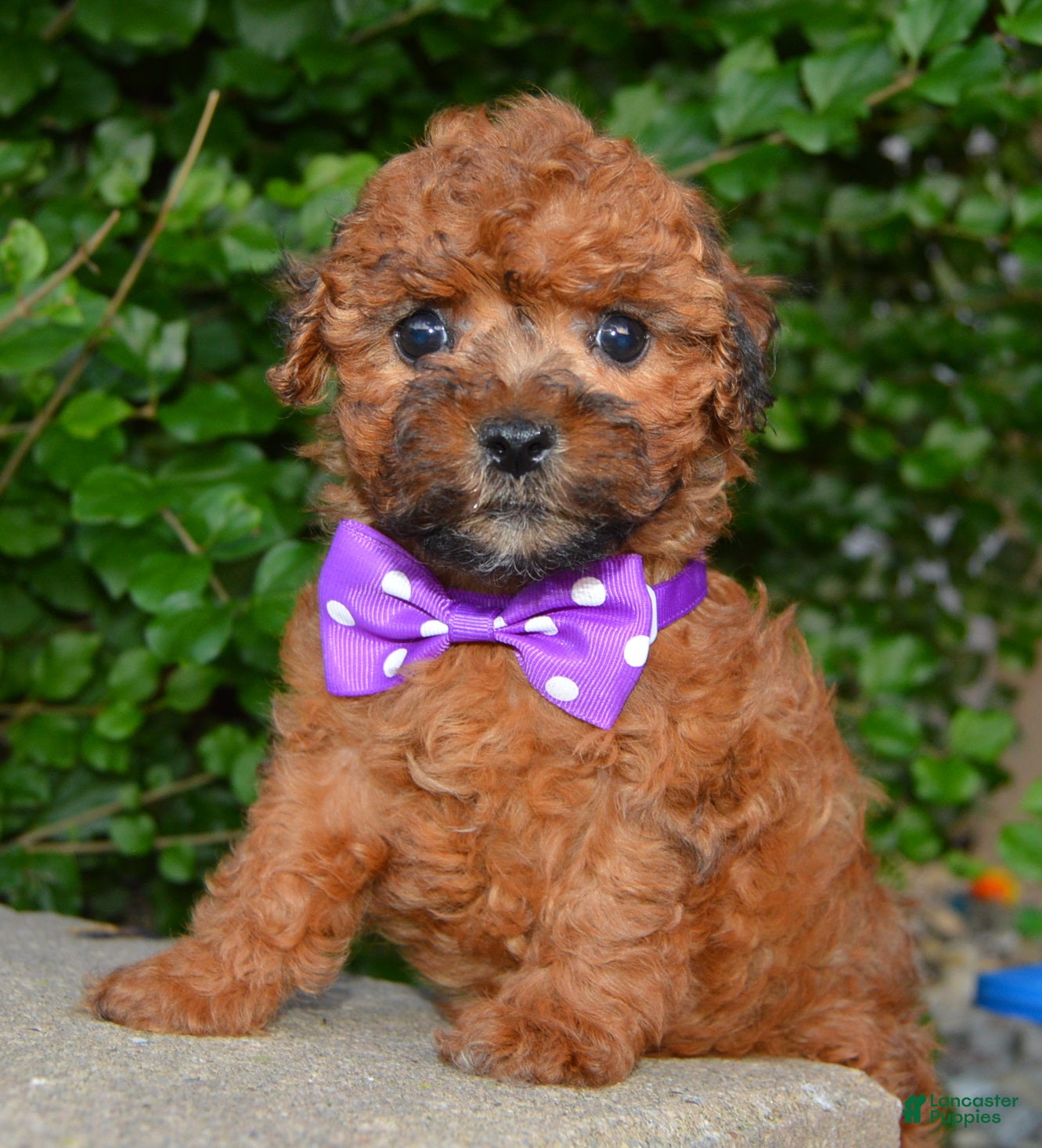 Shihpoo dogs Snickers - Ad 2