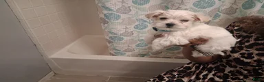 Maltese 1