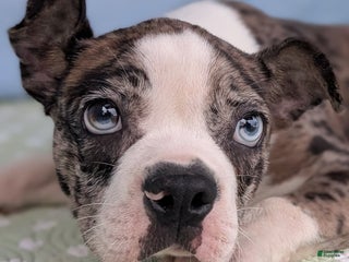 Boston Terrier dogs Merlin - Ad 22