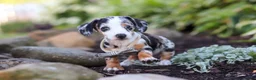 Miniature Dachshund dogs for sale: Anson - Ad 3