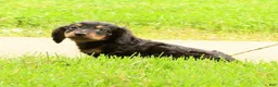 Miniature Dachshund dogs for sale: Draco - Ad 5