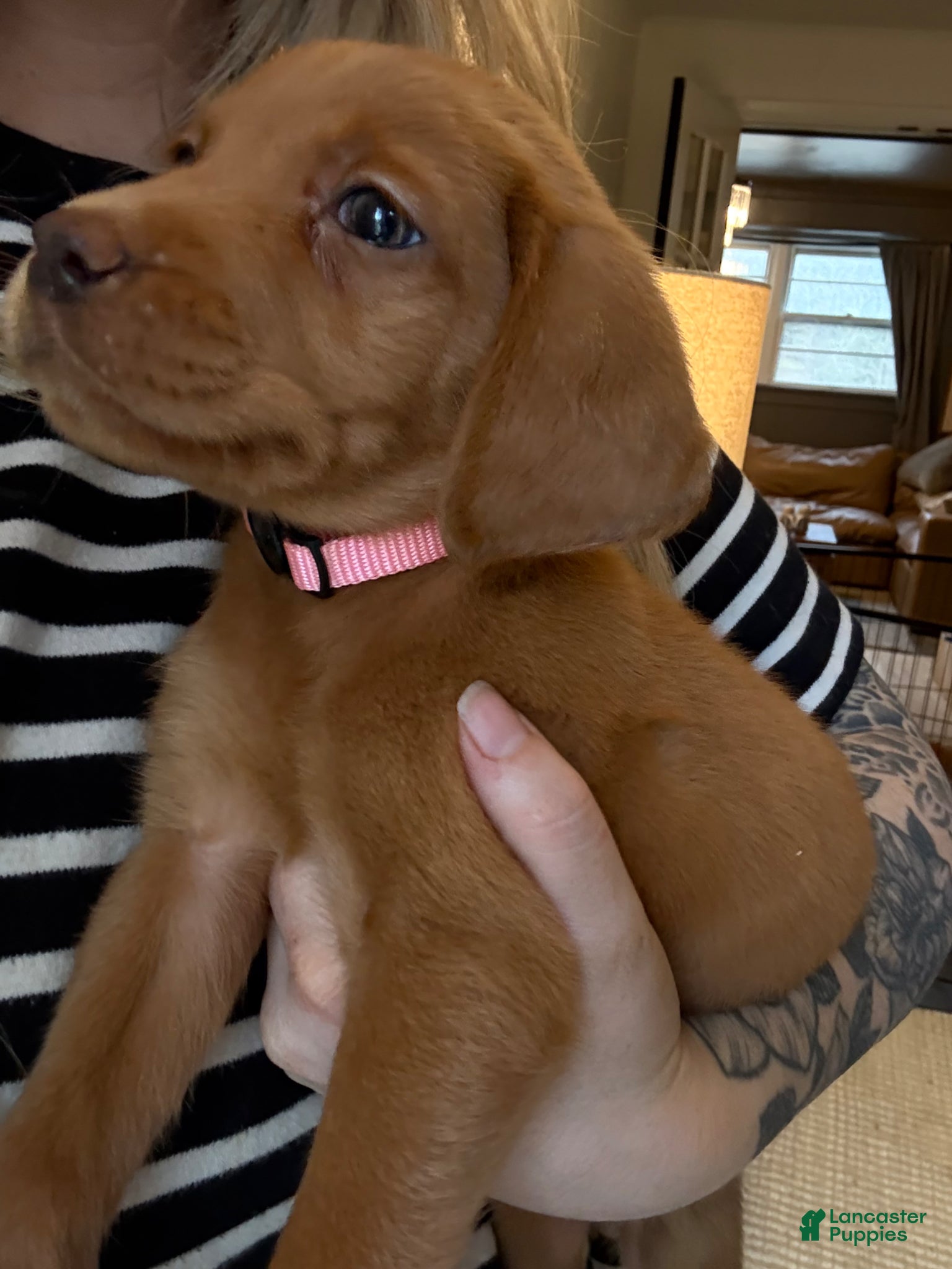 Labrador Retriever dogs Pink Collar Female - Ad 1