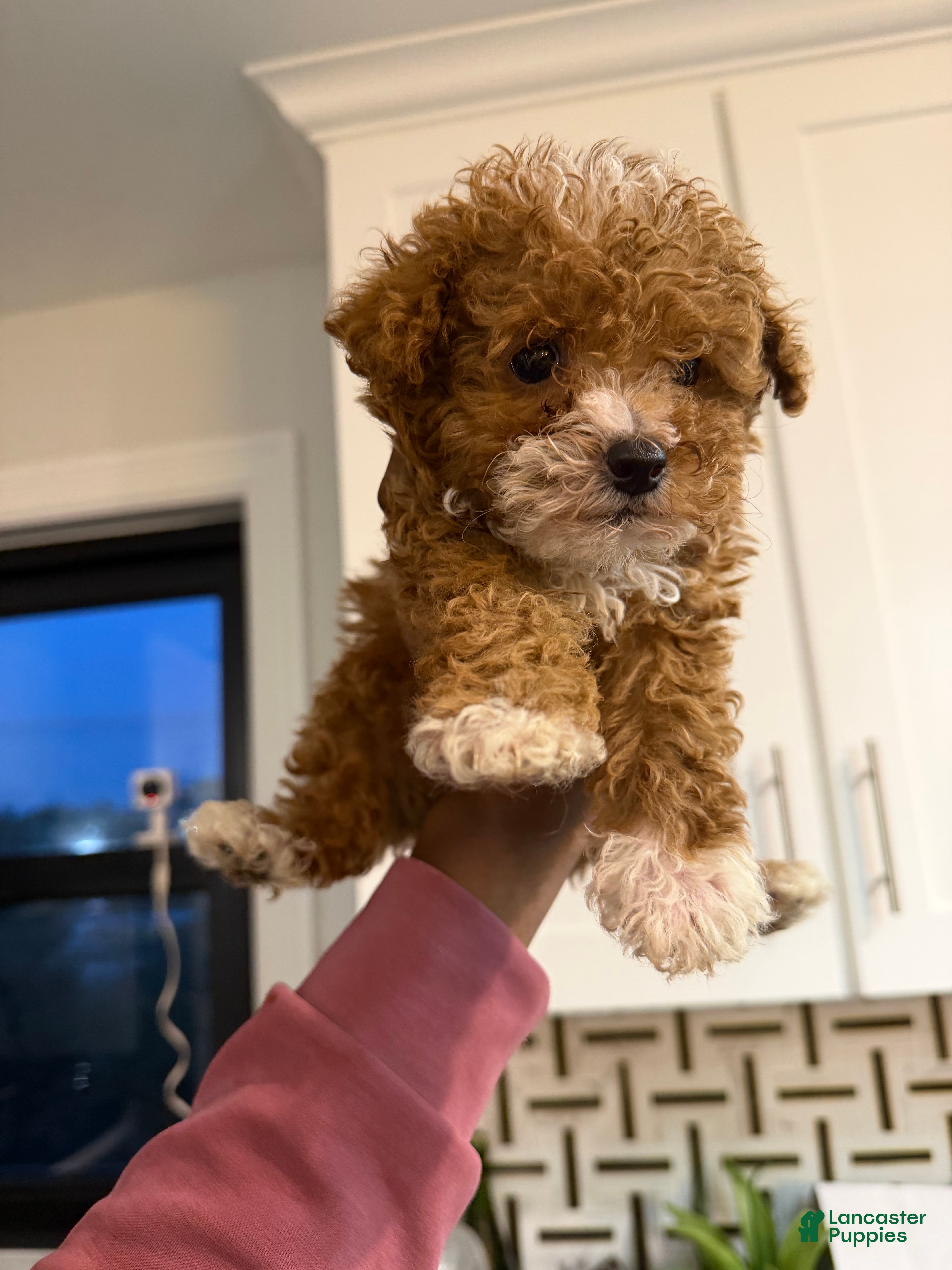 Toy Poodle dogs Teacup Biscuit❤️🐾 - Ad 2
