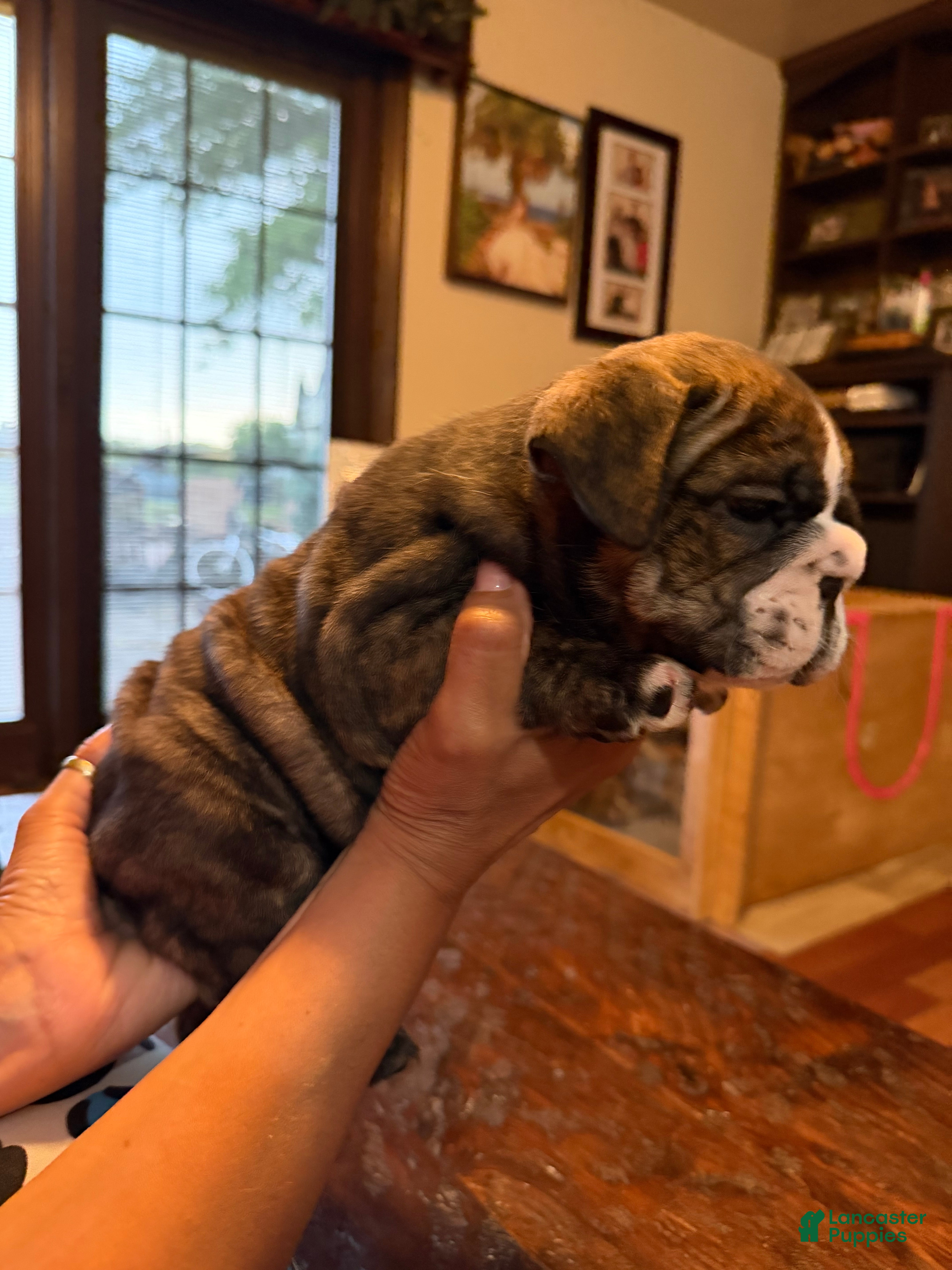 English Bulldog dogs for sale: Puppy 2 - Ad 3