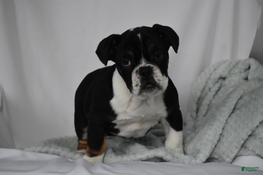 Mixed Breed dogs for sale: Hope - Ad 2