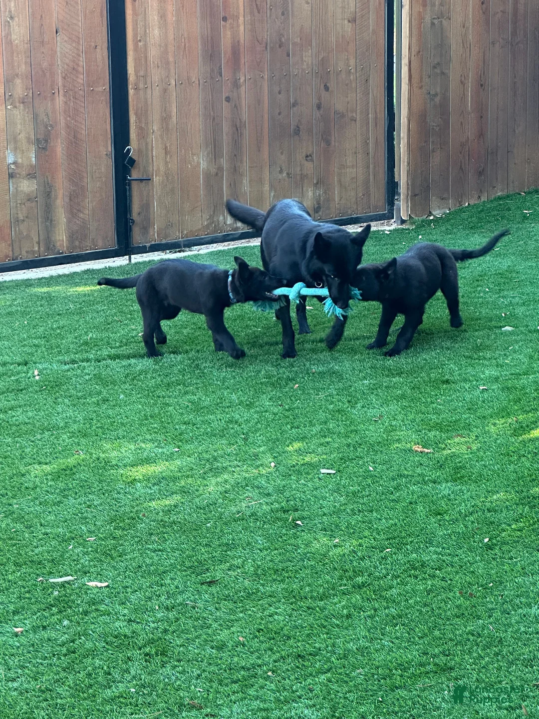 German Shepherd dogs for sale: German Shepherd Puppy 1: Aristotle - Ad 2