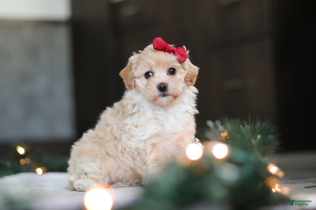 Havapoo dogs for sale: Sage - Ad 7