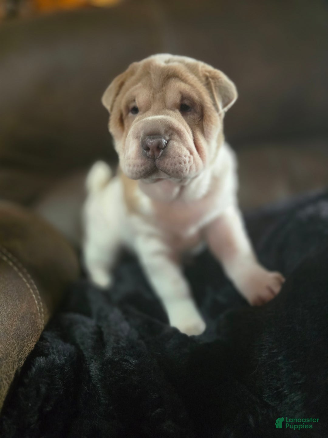 Shar Pei dogs for sale: Dottie - Ad 1