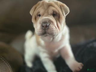 Shar Pei dogs Dottie - Ad 12