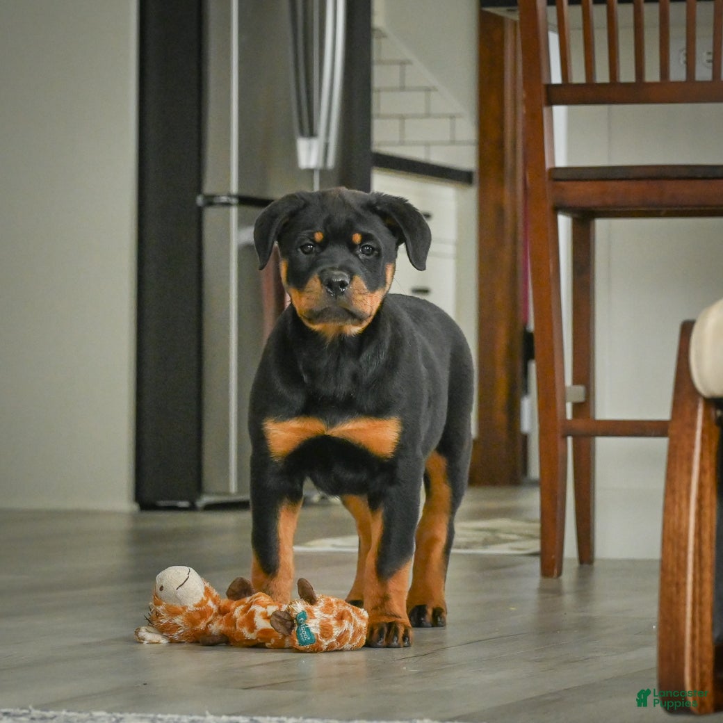 Rottweiler dogs Jewel - Ad 2