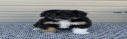 Mini Aussiedoodle dogs for sale: Parker - Ad 3