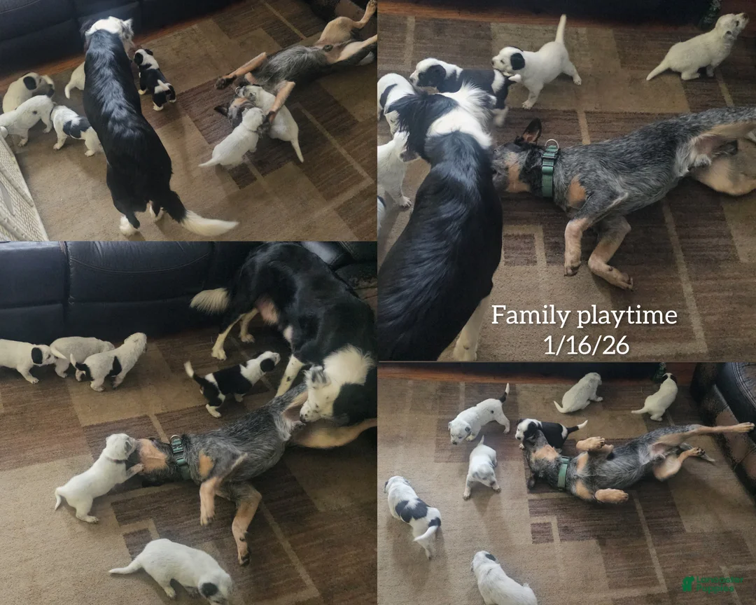 Mixed Breed dogs for sale: Mixed Breed Puppy 7 - Ad 14