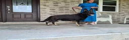 German Shepherd dogs for sale: Rudolph - Ad 4