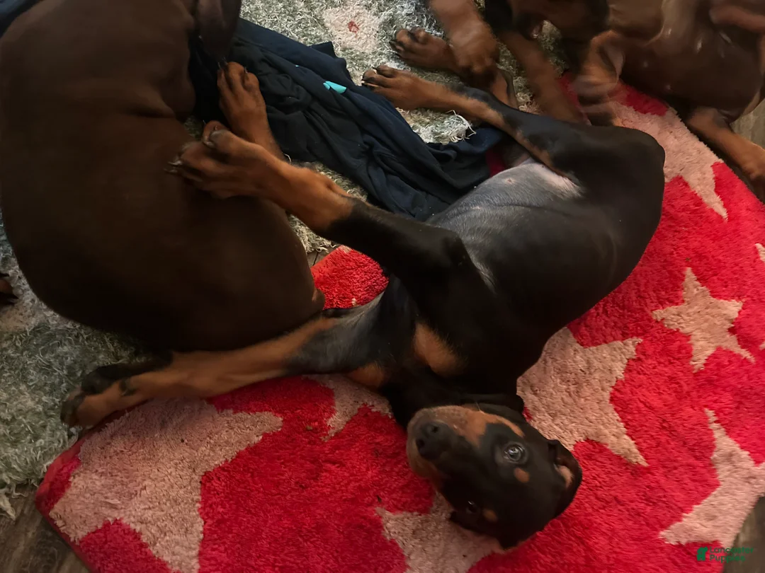 Doberman Pinscher dogs for sale: Doberman Pinscher 7 - Ad 2