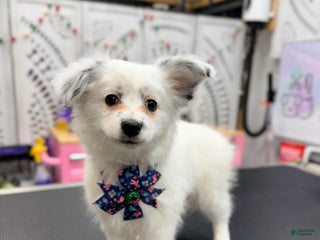 Mixed Breed dogs Gracie - Ad 22