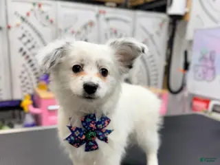 Mixed Breed dogs Gracie - Ad 27