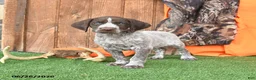 German Shorthaired Pointer dogs for sale: Sarge - Ad 2