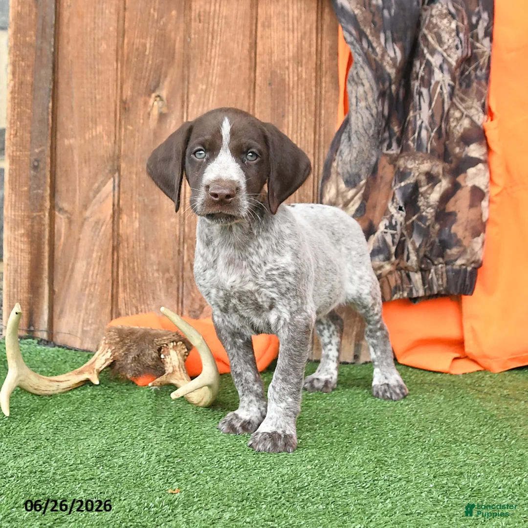 German Shorthaired Pointer dogs for sale: Sarge - Ad 2