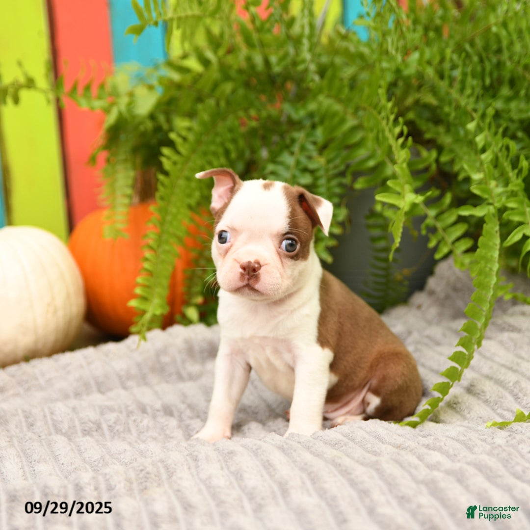 Boston Terrier dogs for sale: Koala - Ad 11
