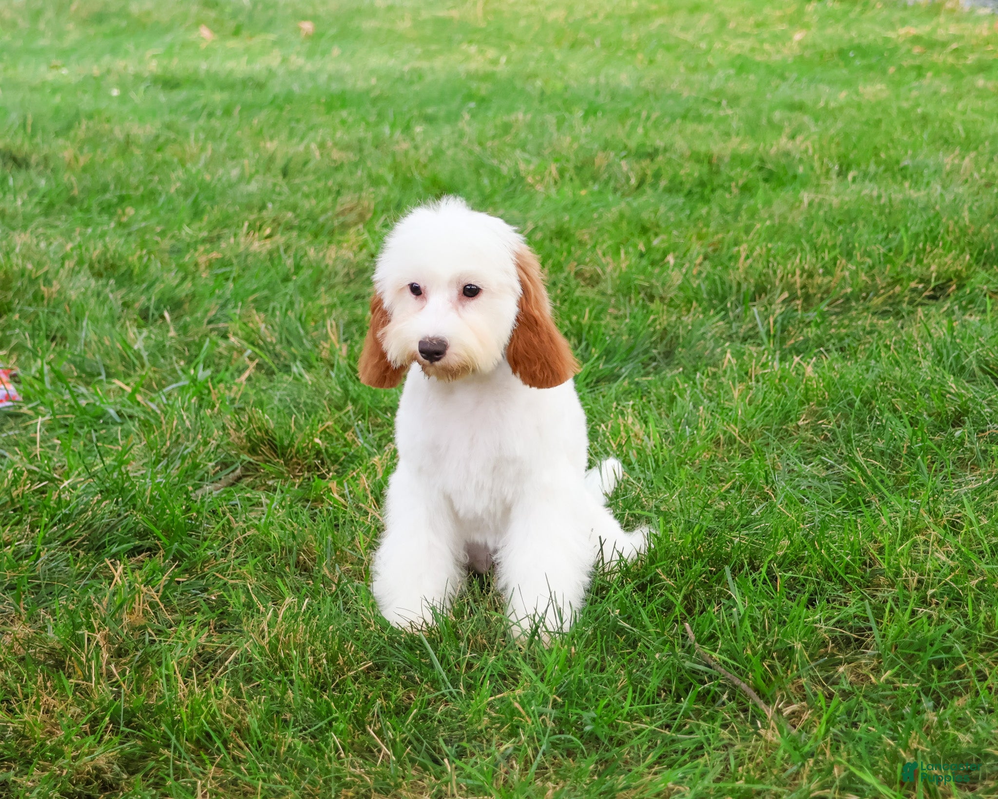 Cavapoo dogs Emerald - Ad 2