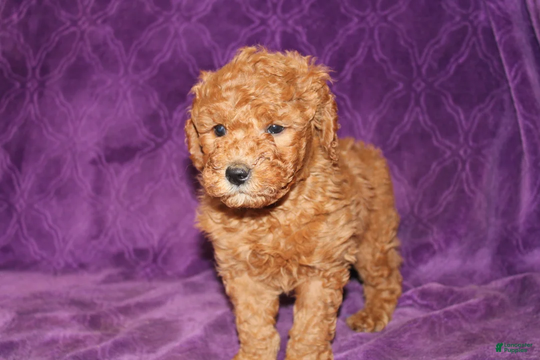 Mini Goldendoodle dogs for sale: Mini Goldendoodle Tux - Ad 8