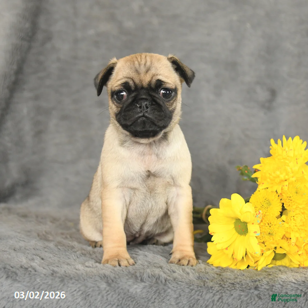 Pug dogs for sale: Peaches - Ad 2