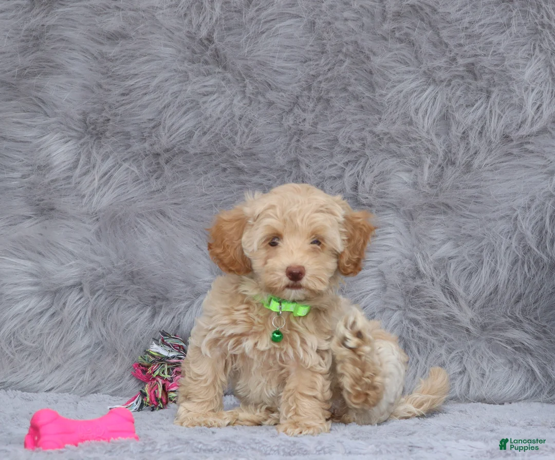 Havapoo dogs for sale: Addie 👨‍👨‍👦‍👦💞🐕Miniature - Ad 30