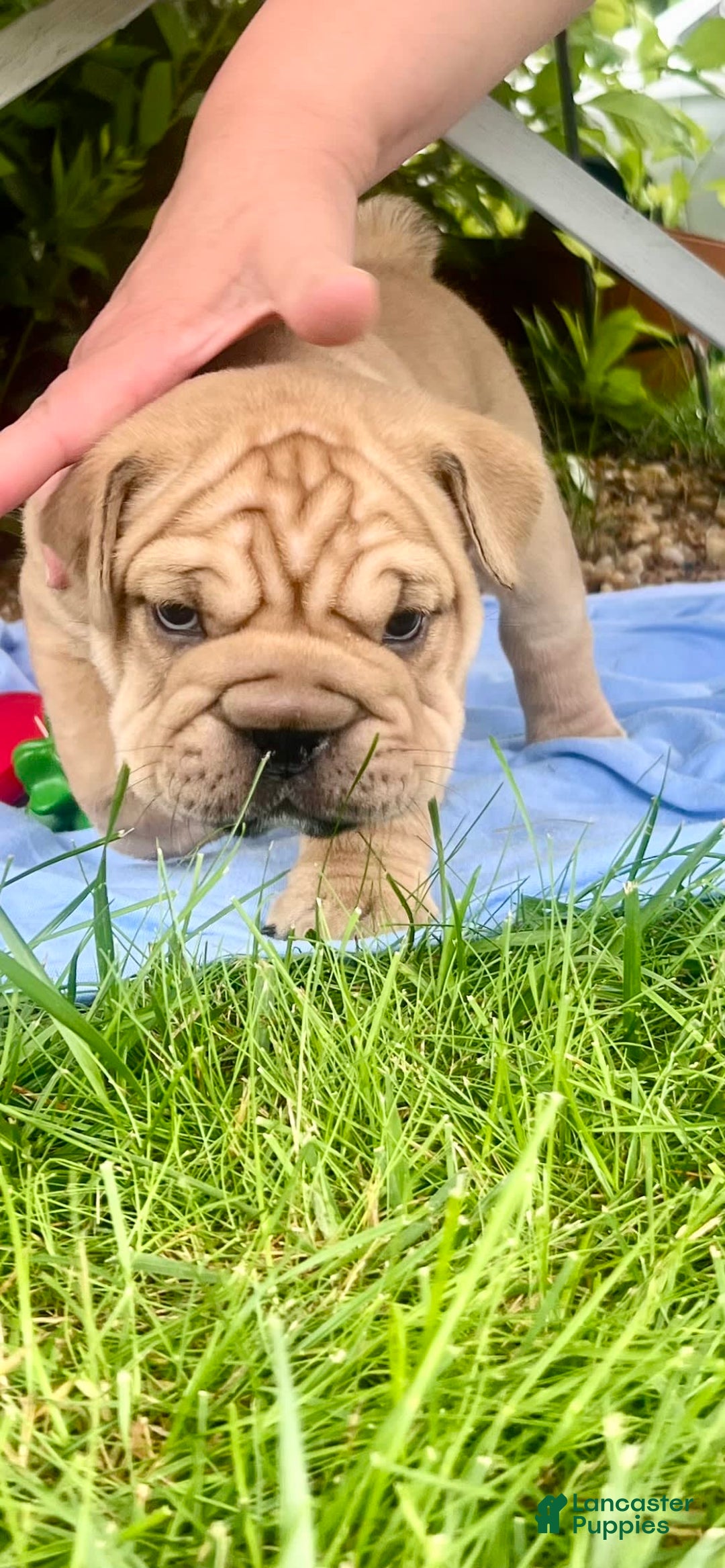 Border Collie Chinese Shar Pei Mix Shar Pei Lab Pitbull Mix