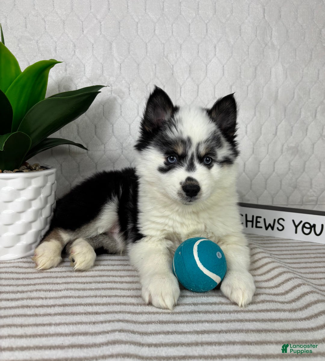 Pomsky dogs for sale: Poseiden - Ad 1