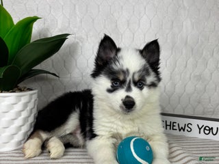 Pomsky dogs for sale: Poseiden - Ad 3