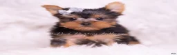 Yorkshire Terrier dogs for sale: Tinker Toy - Ad 5
