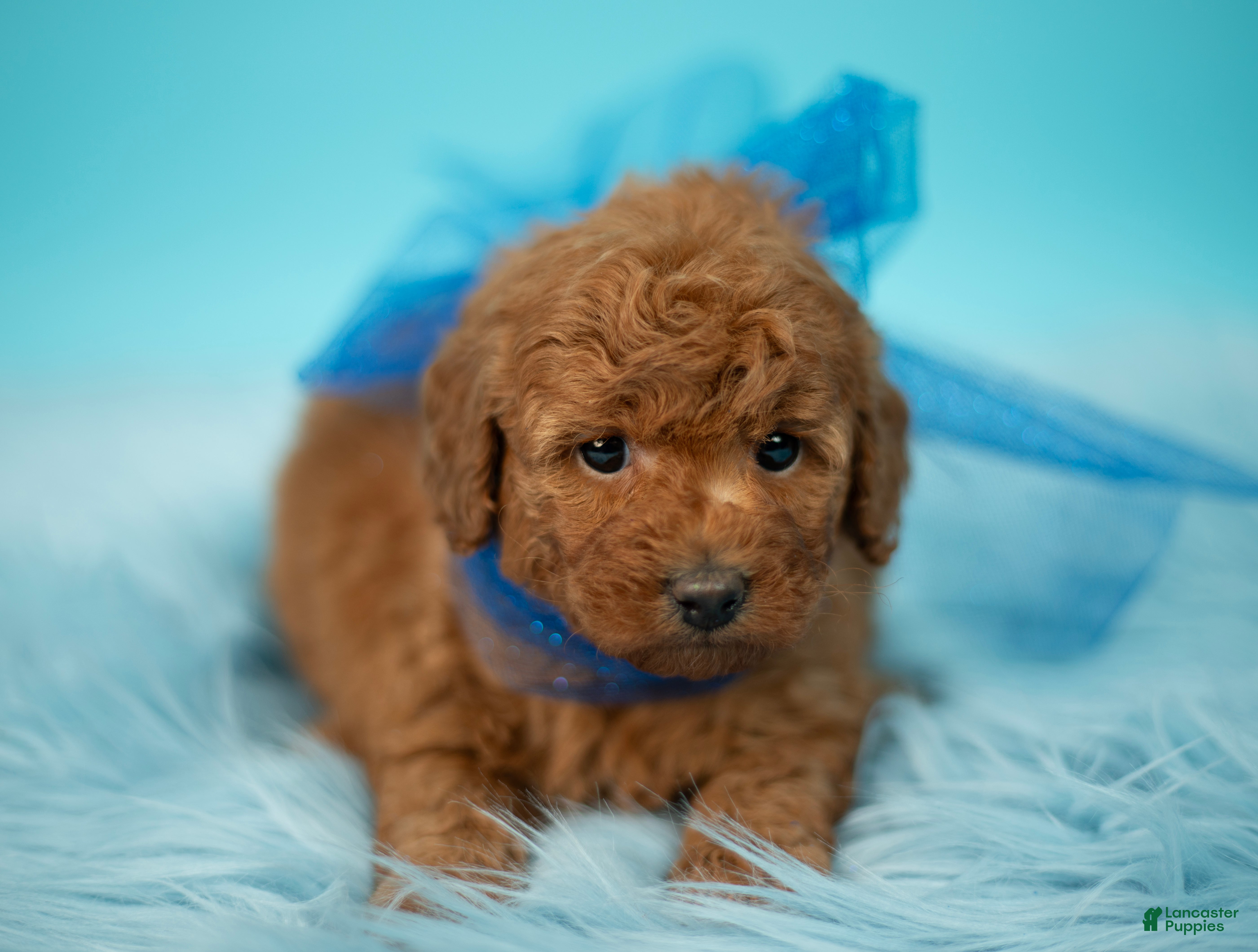 Toy Poodle dogs Teddy - Ad 20