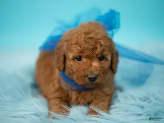 Toy Poodle dogs Teddy - Ad 20