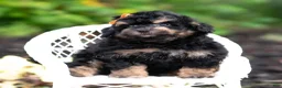 Mini Goldendoodle dogs for sale: Mushu - Ad 5