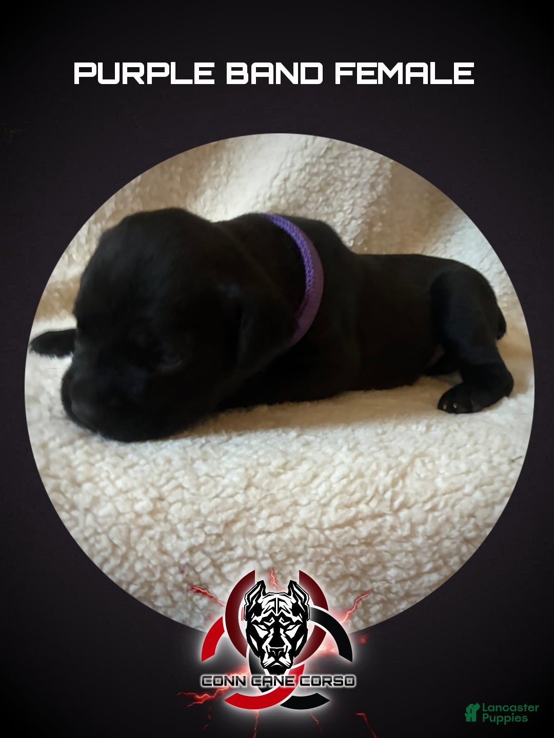Cane Corso dogs Cane Corso Puppy 13 - Ad 31