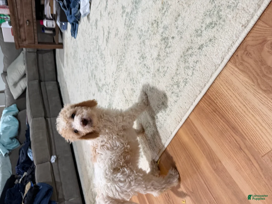 Bernedoodle dogs for sale: SASHA - Ad 2