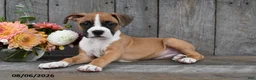 Boxer dogs for sale: Chloe - Ad 4