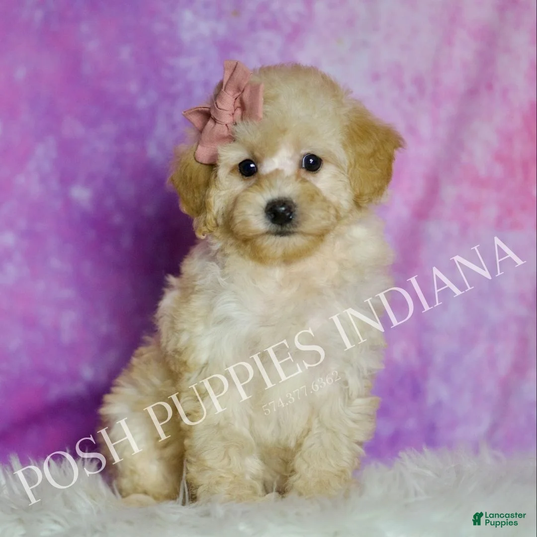 Toy Poodle dogs for sale: Bunny - Ad 2