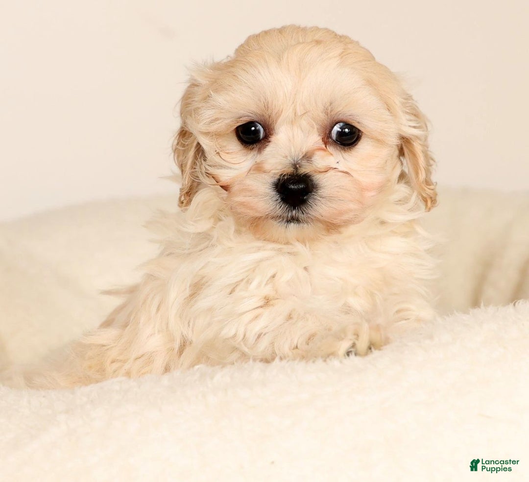 Maltipoo dogs for sale: Sammy - Ad 4