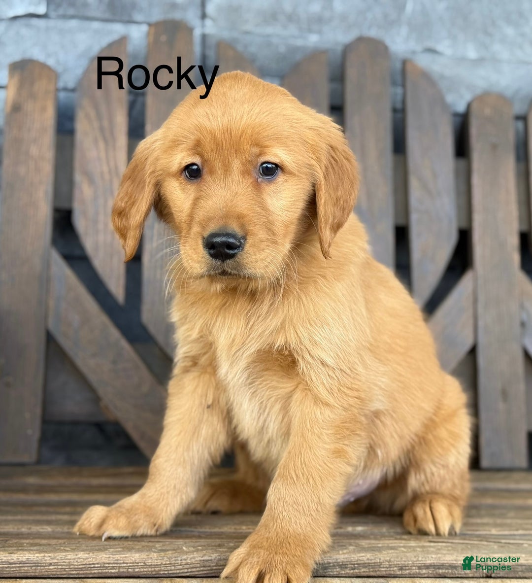Golden Retriever dogs for sale: Rocky - Ad 1