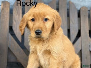 Golden Retriever dogs Rocky - Ad 39