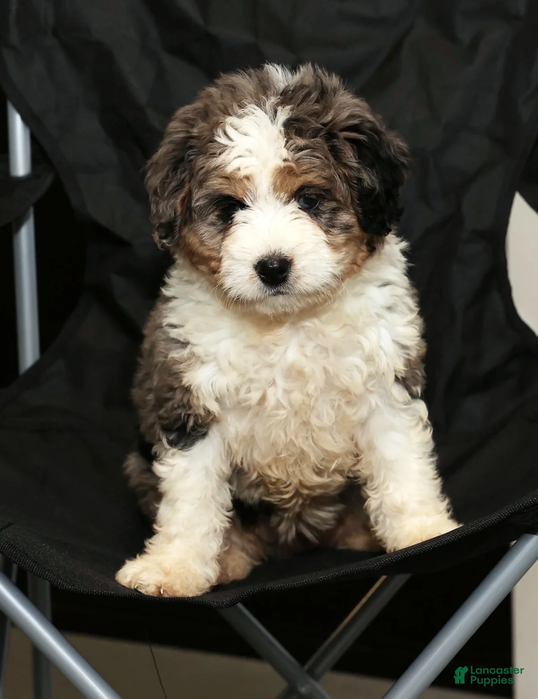Mini Bernedoodle dogs for sale: Jane - Ad 6