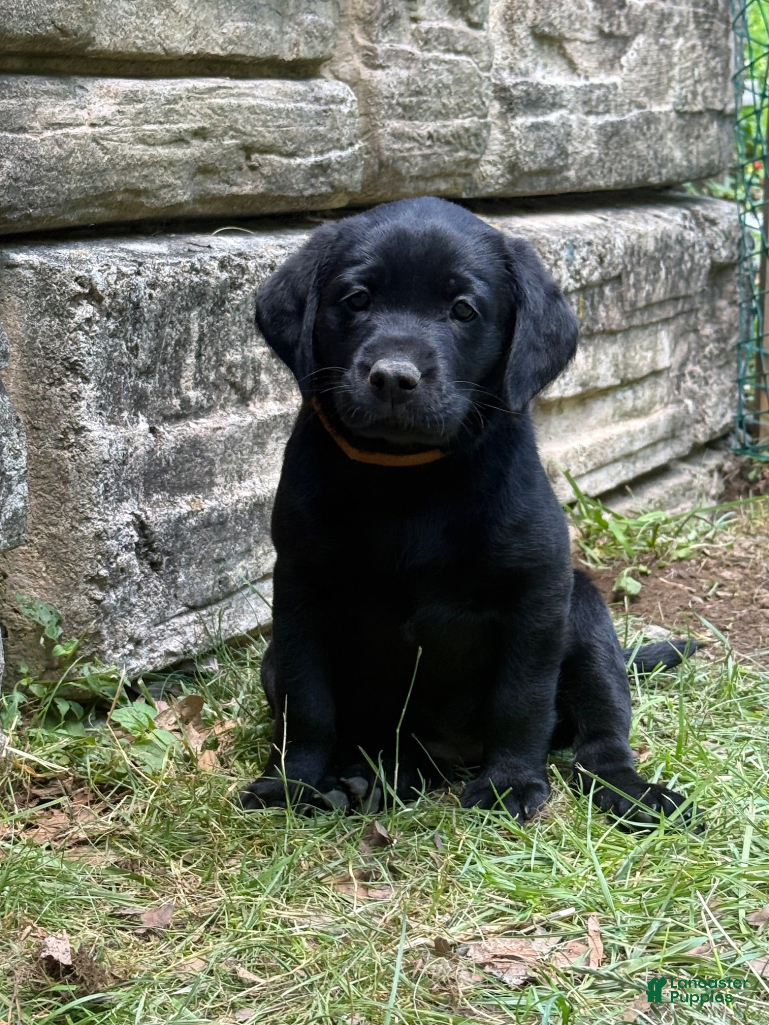 Labrador Retriever dogs for sale: Black female 1  - Ad 1
