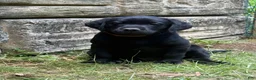 Labrador Retriever dogs for sale: Black female 1  - Ad 1