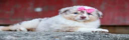 Miniature Australian Shepherd dogs for sale: LILY - Ad 5